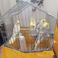 طوطی|پرنده|هرسین, |دیوار