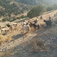 بز خوب