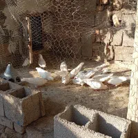سلام یک بیله کبوتر سفید دارم فروشی