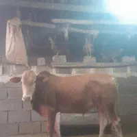 گاو گوساله دوعدد