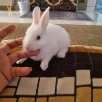خرگوش چشم رنگی