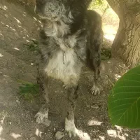 واگذاری سگ خاص گری شهرکردی