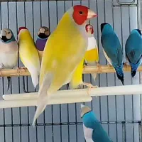 فنچ گلدین