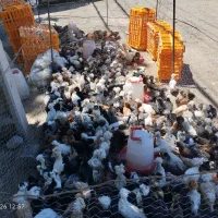 جوجه ۷۰روزه برهما ـگلین ـسلطان عثمانی و لهستانی