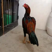 خروس لاری دانگ بالا