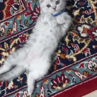 گربه ۳ماهه اسکاتیش بریتیش