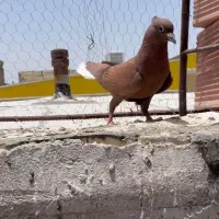 گلی دمسفید نر