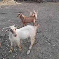 فروش سه تا کهره چاق