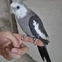 عروس هلندی نر