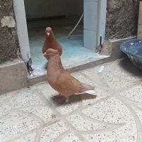 کفتر دم سفید .. کرواتی.