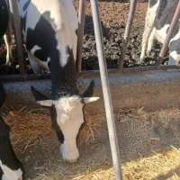 گاو شکم زایده  حاملگی دارد