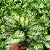 گل برفی خوشگله خواستنی معاوضه سررسیدوکتاب باطله