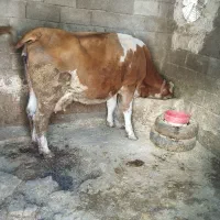 گاو گوساله