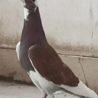 لیلک سرخ