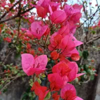 گل و گلدون|گل و گیاه طبیعی|خمام, |دیوار