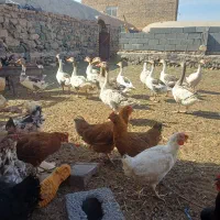 غاز