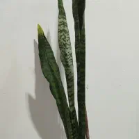 گل سانسوریا شمشیری