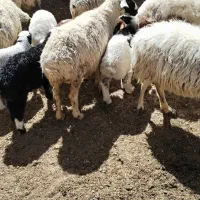 میش|حیوانات مزرعه|اقلید, |دیوار