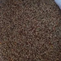 قوش دنی مناسب کبوتر