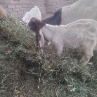 بز پاکستانی دوقلوزا  اصیل