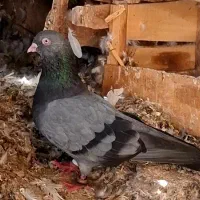 سبز آبادانی ساده و کاکل