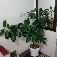 گل فیل بانه