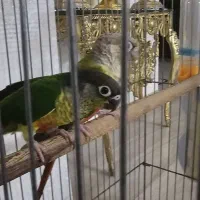 گرینچیک نر وماده اهلی