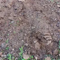 کود پهن  سوخته