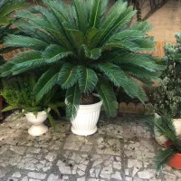 فروش ۴ گلدان سیکاس ده ساله دربندرانزلی