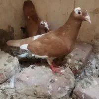 جفت پلنگ زرد