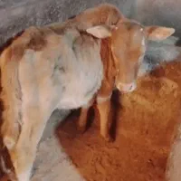 حراج گاو لاغر درشت سالم با گوساله ۸۵ میلیون