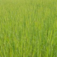 برنج کامفیروز ی