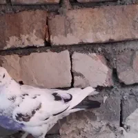 یک عدکبوتر