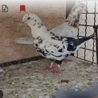 کبوتر گم شده مژدگانی دارد