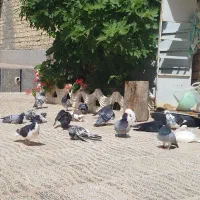 پرنده|پرنده|مرودشت, فرهنگ|دیوار