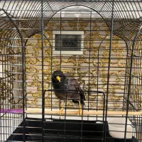 مرغ مینا سخنگو