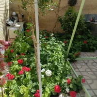 قلمه شمعدانی
