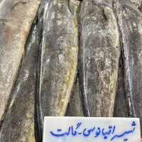 میگو|ماهی|داراب, |دیوار