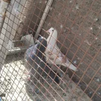 کفتر|پرنده|نجف‌آباد, کهریزسنگ|دیوار