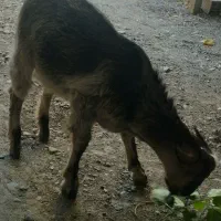 کهره نر