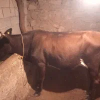 گاو