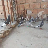 کبوتر آلمانی
