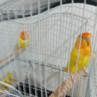 دو عدد عروس نرو ماده جفت دوعدد طوطی برزیلی  باقفس