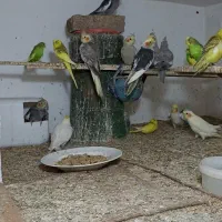 عروس هلندی ومرغ عشق همه سالم و بدون بیماری