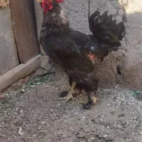 خروس مرندی اصل