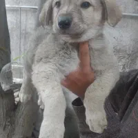 پژدر نر وماده