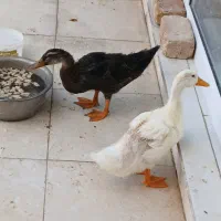 اردک