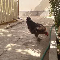 مرغ و خروس
