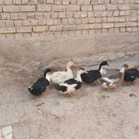 اردک|حیوانات مزرعه|داران, |دیوار