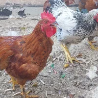 فروش خروس رسمی